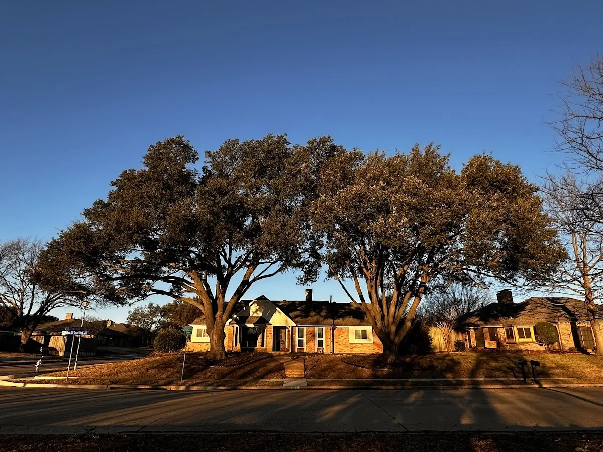 Established residential canopy tree shading a home in Kettle Falls